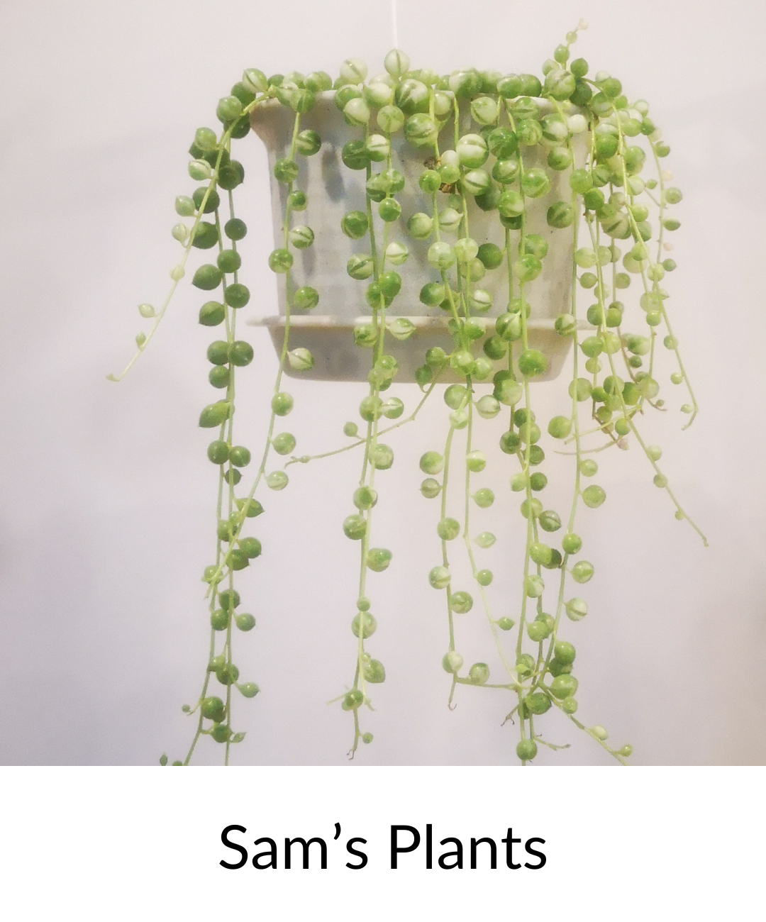 Sam's Plants