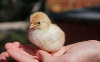Person holding a baby chick in their hand.