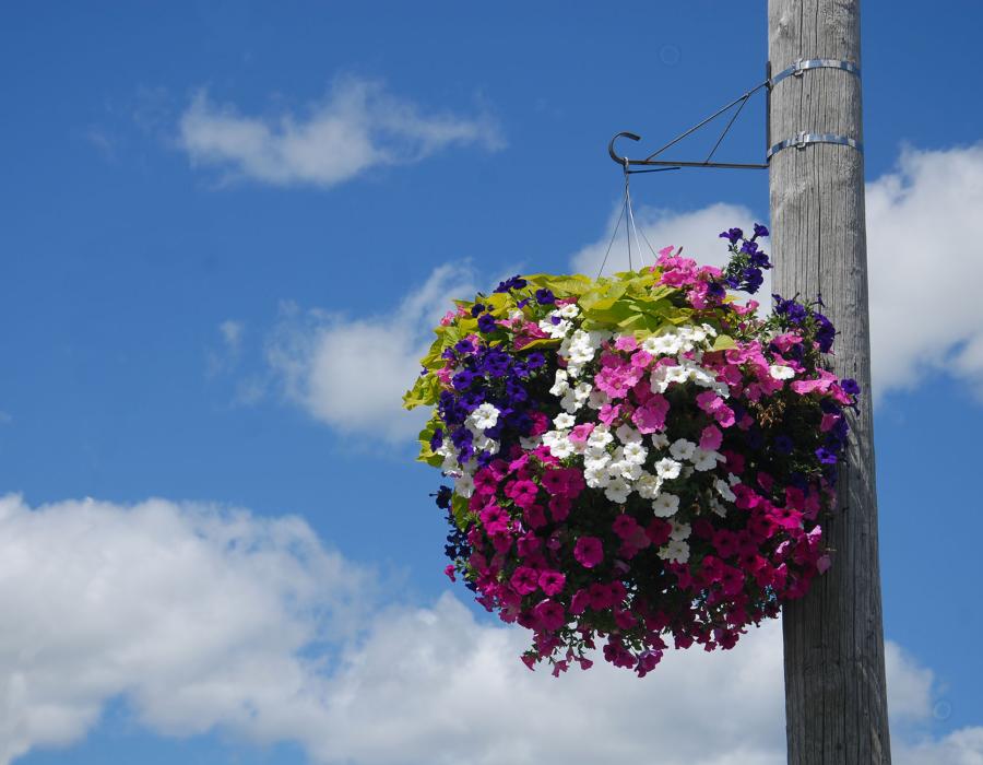 hanging basket